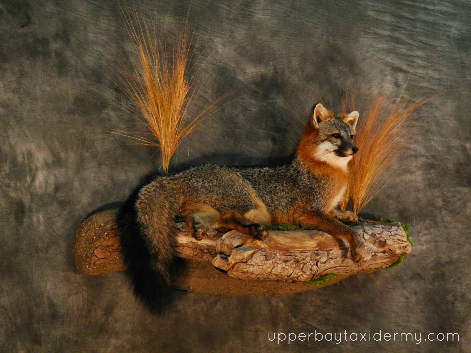 Upper Bay Taxidermy Mobile Gallery
