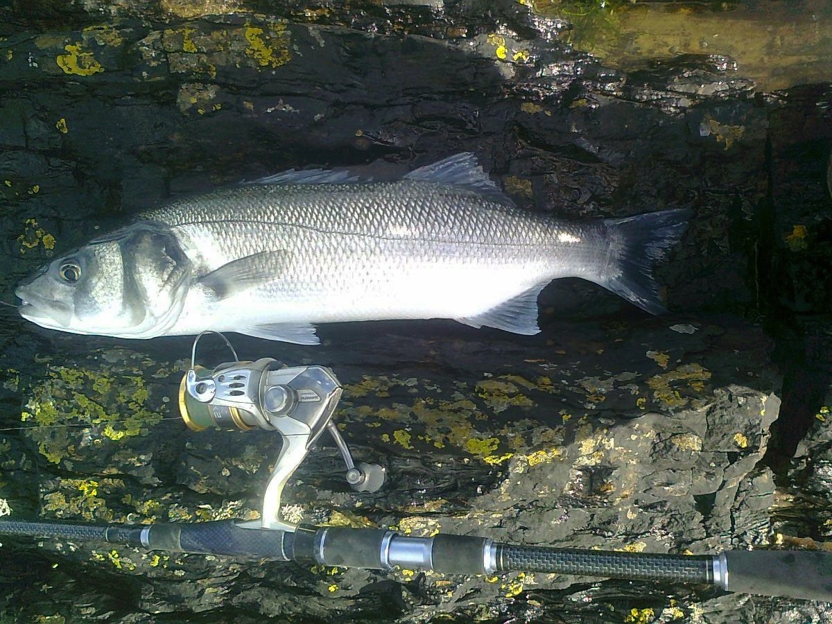 Cork Harbour Angling Hub The Bass are back.....