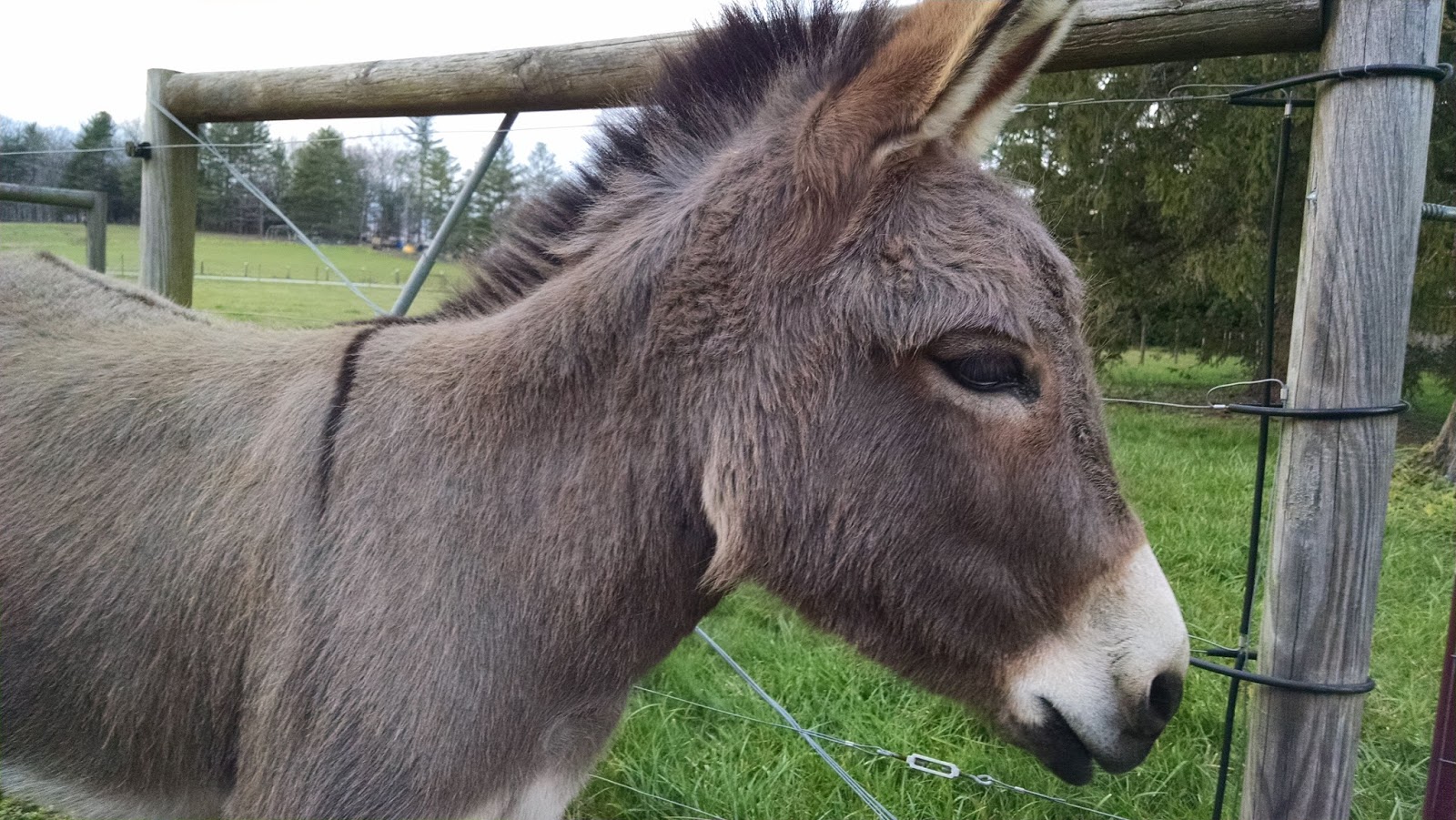 Our Tiny Farm in Western NC Pictures of Our MiniDonkeys