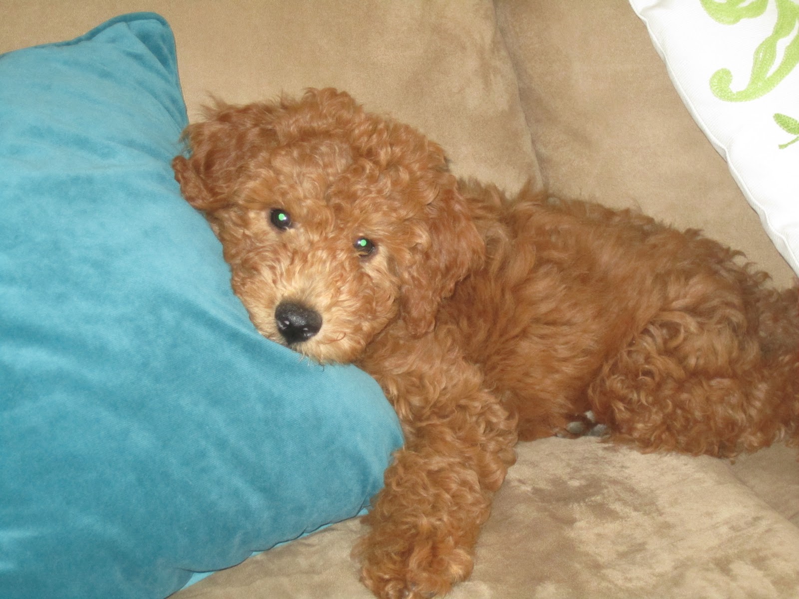 Cheese Please Easy Cheesy Dog Treats