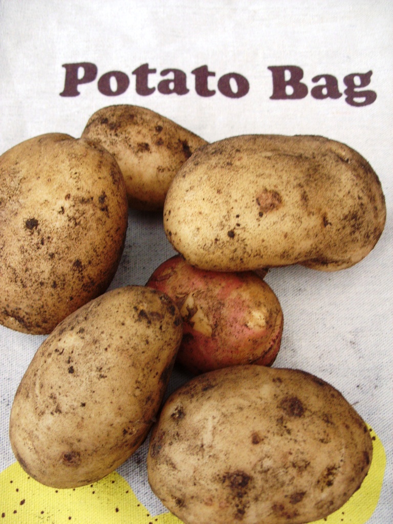 Kelli's Northern Ireland Garden First Day of Winter & Potatoes