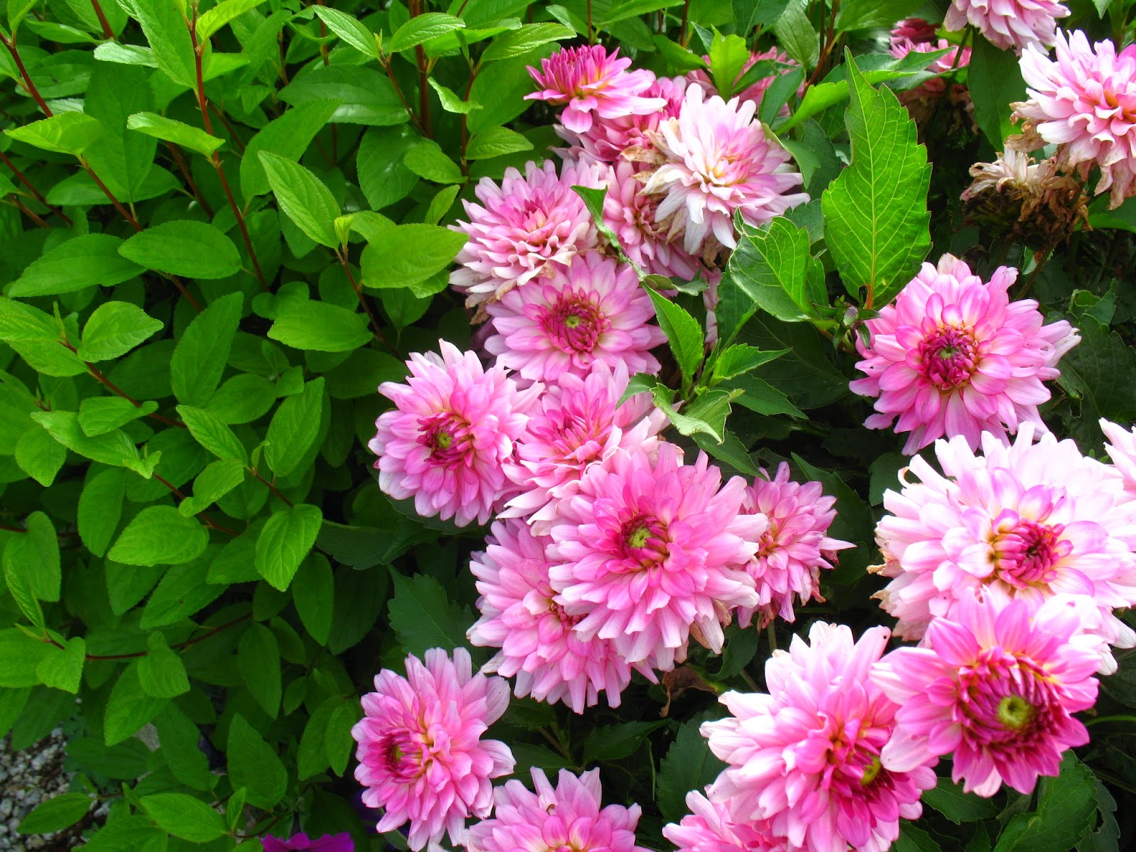 Genome Wide Association Studies For Inflorescence Type And