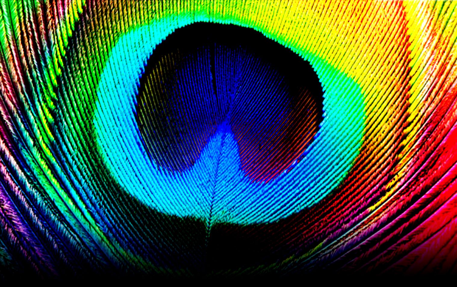 Peacock Feather Wallpapers  HD Wallpapers  Pictures  Images Peacock Feather Wallpapers  HD Wallpapers  Pictures  Images