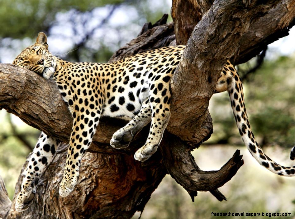 Wild Animals Wallpapers Wallpaper Cave Wild Animals Wallpapers Wallpaper Cave