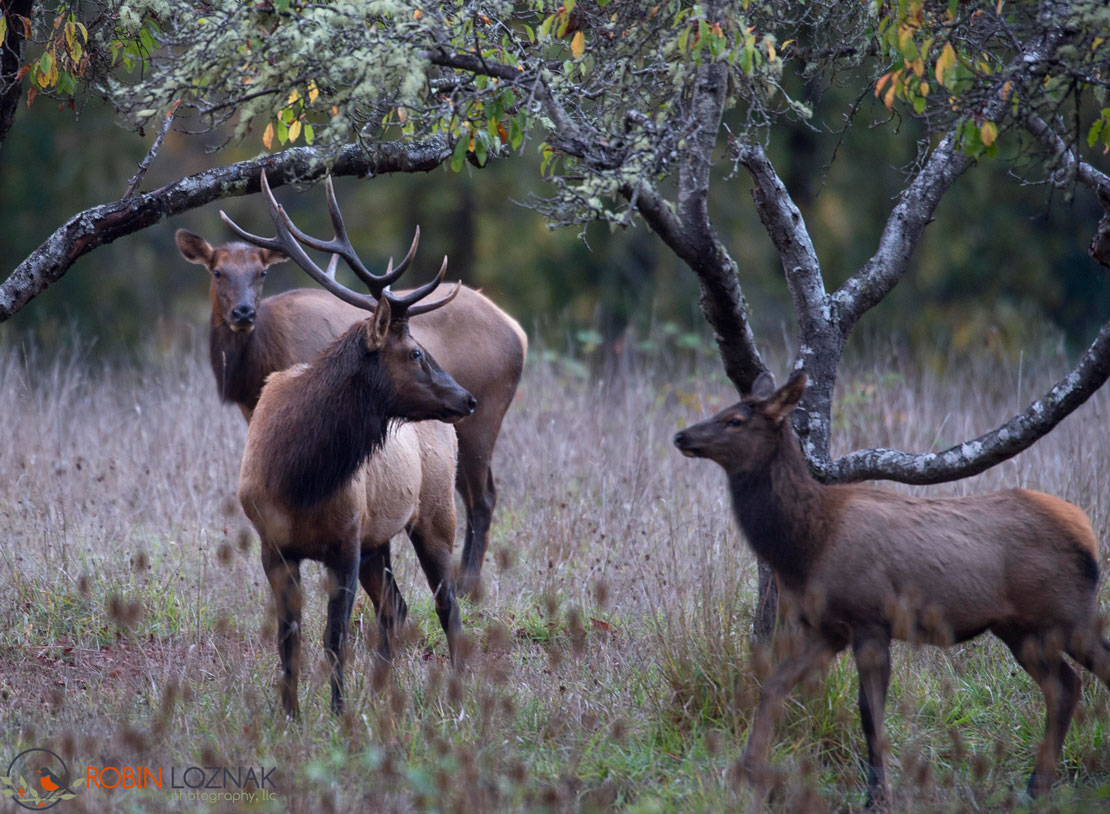 Robin Loznak Photography Roosevelt elk in Oregon