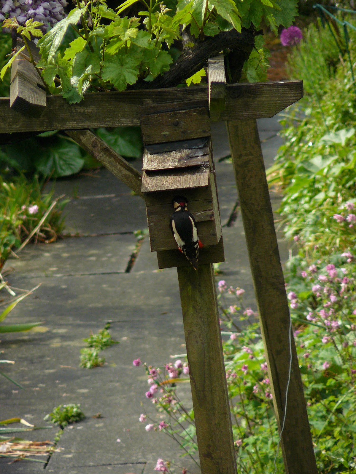 Peter Lovett's ramblings : Great Spotted Woodpecker attacking a Blue