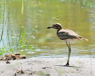 Water Thick-Knee