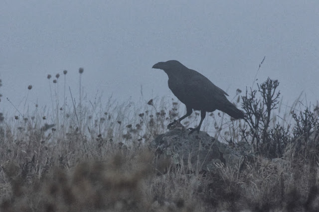 Raven photography in Bulgaria