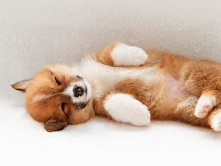 Drugs To Treat Autoimmune Disease In Dogs Drugs To Treat Autoimmune Disease In Dogs