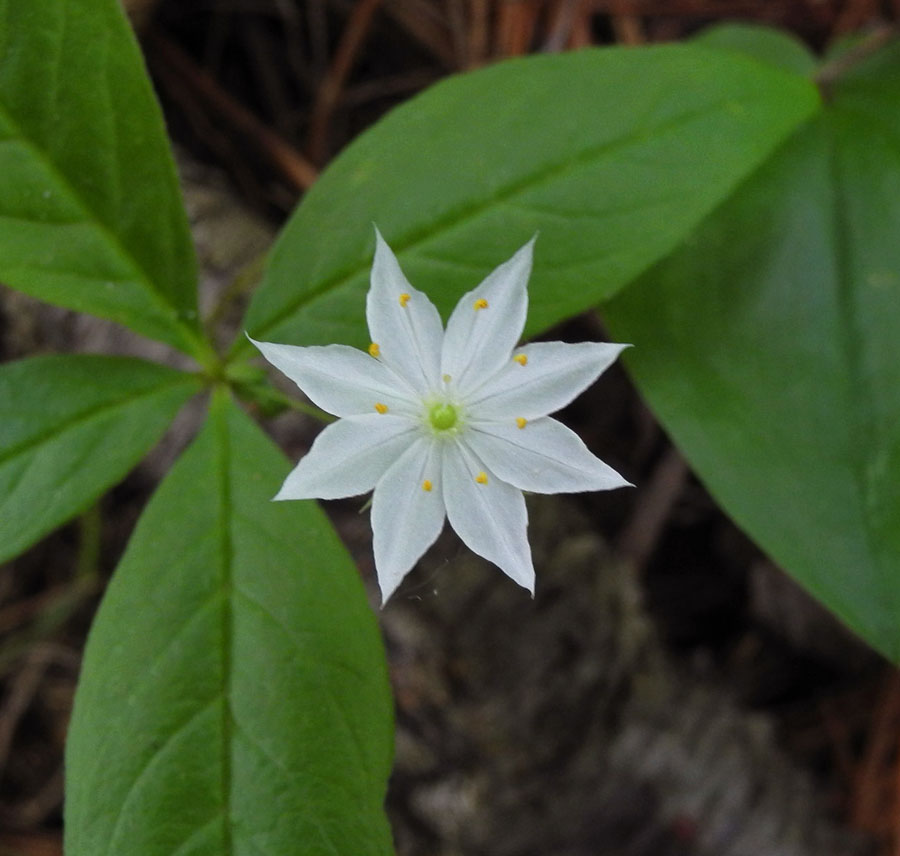 Studio and Garden A Walk in the Woods Dress Whites, Hoods, and