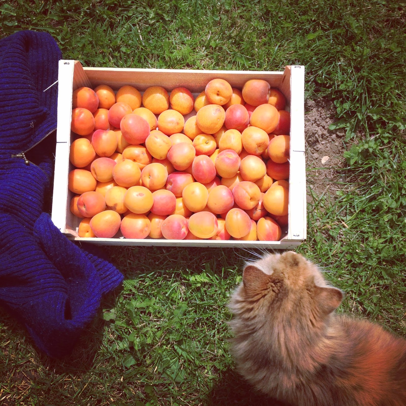 Note de service&2 / Lilimoncello