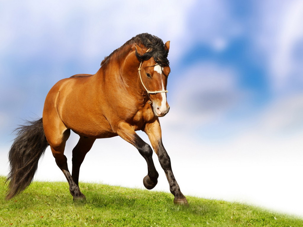 http://3.bp.blogspot.com/-Ar88D_QE5M8/UC85f6-dCbI/AAAAAAAAE_U/wVjR85N_YeI/s1600/Natural+Horse+Grace.jpg