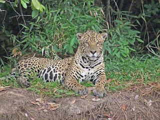 Panthera onca, Jaguar, Adriano