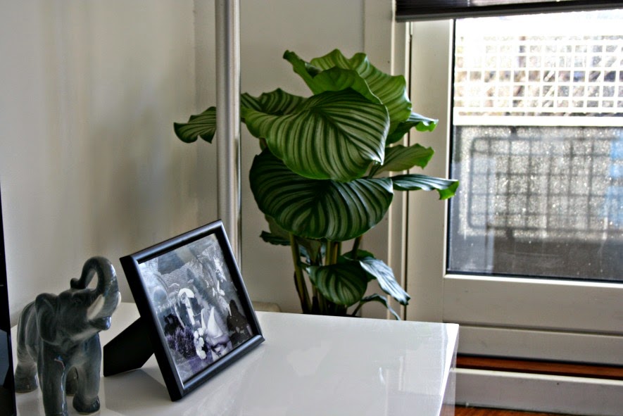 At bo med planter pralerier