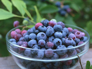 manfaat buah bluebery