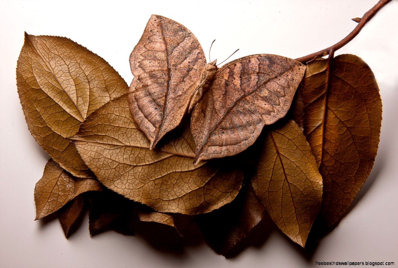 In Disguise 6 Camouflage Expert Insects In Disguise 6 Camouflage Expert Insects