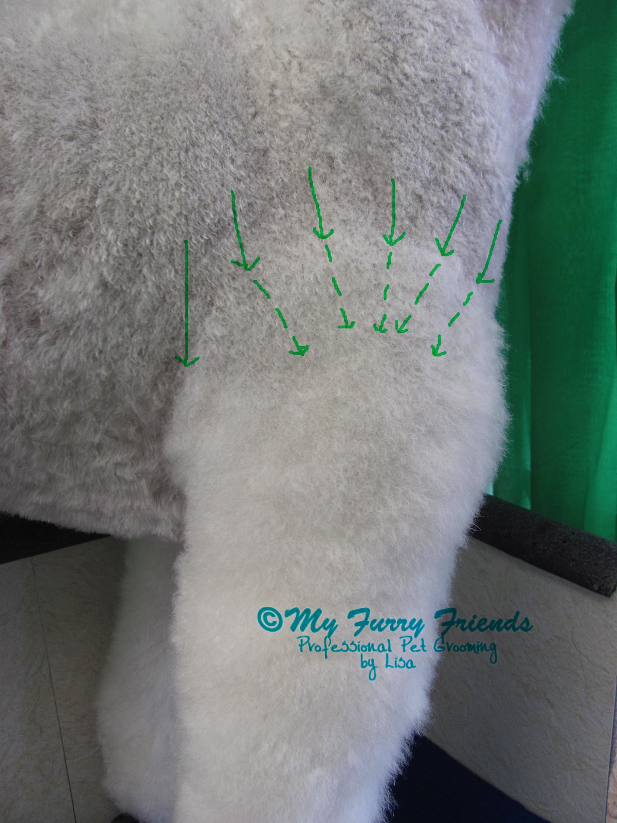 Pet Grooming The Good, The Bad, & The Furry Lamb Cut