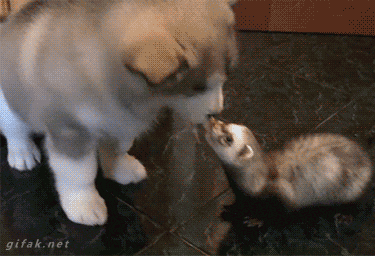 Funny animal gifs, funny animals, ferret steals food from puppy
