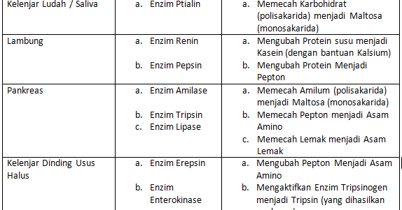 Sharing is Caring~: Jenis-Jenis Enzim pada Pencernaan Manusia