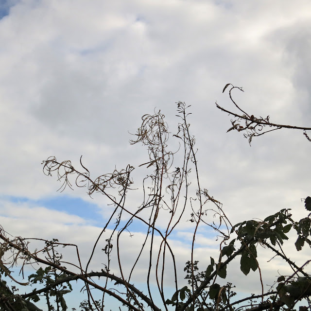 The remains of willow herb seeds.