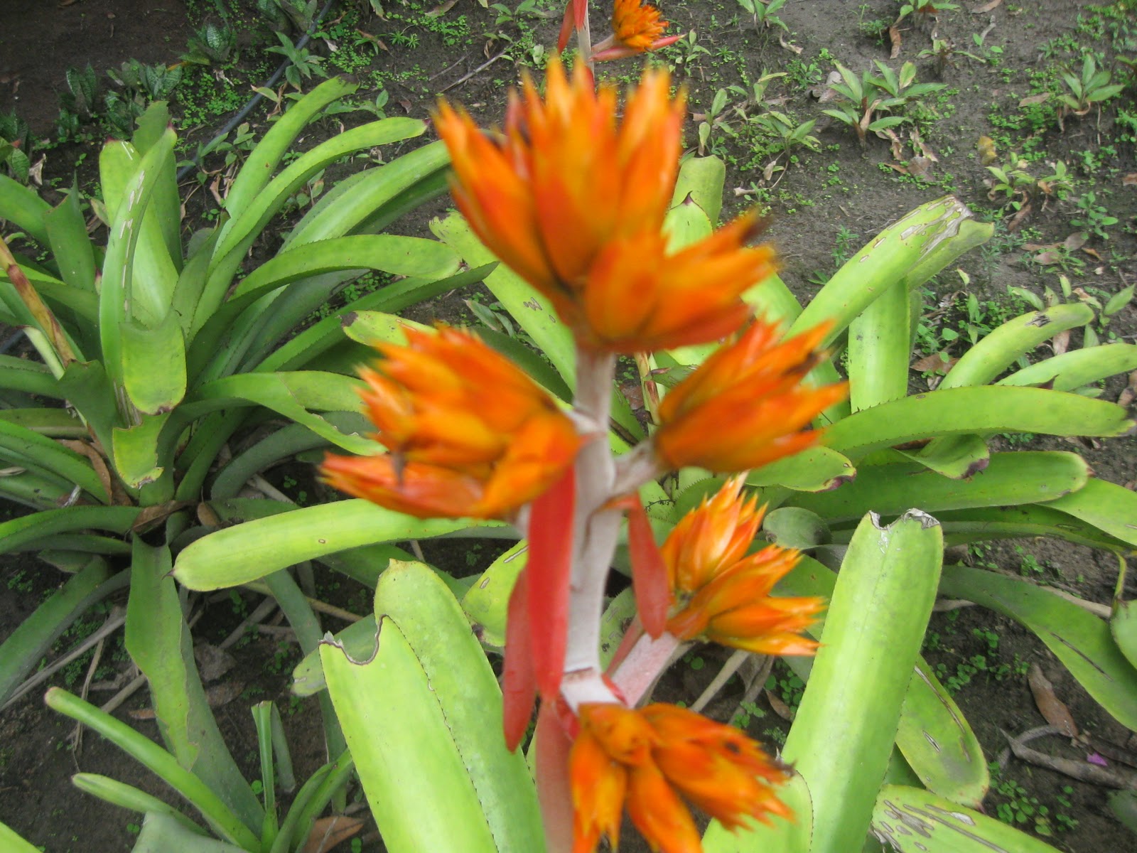 flores tropicais jardim:Flores tropicais, jardim natural flores tropicais jardim:Flores tropicais, jardim natural