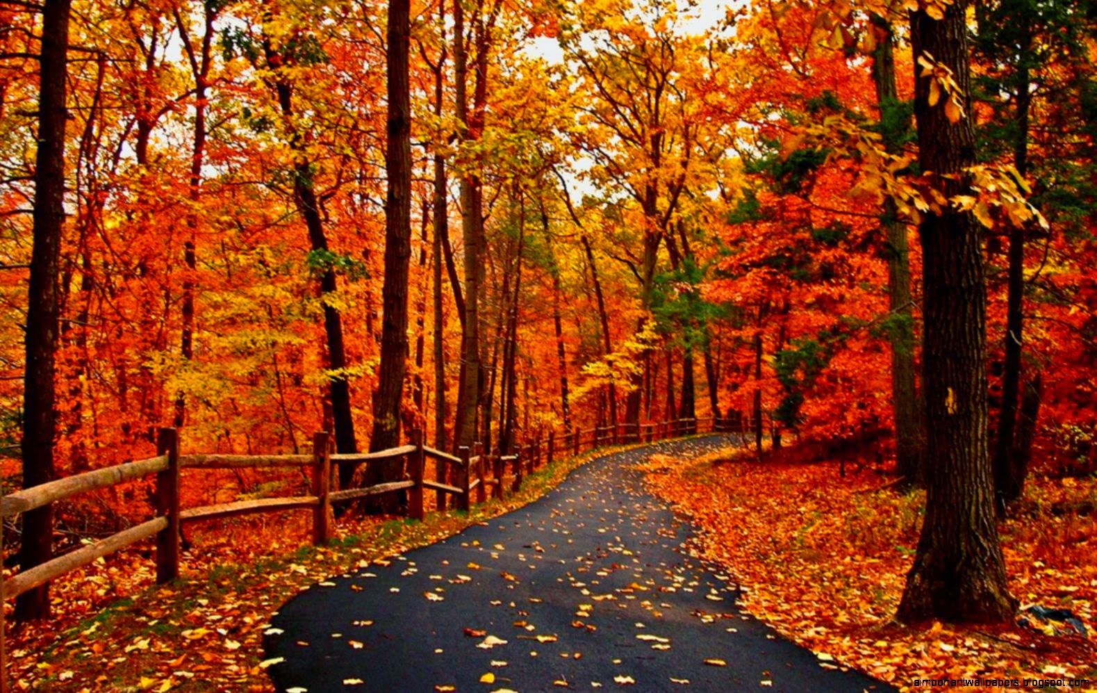 Autumn road hd wallpaper 13502 HD Wallpapers Nature HQ Autumn road hd wallpaper 13502 HD Wallpapers Nature HQ