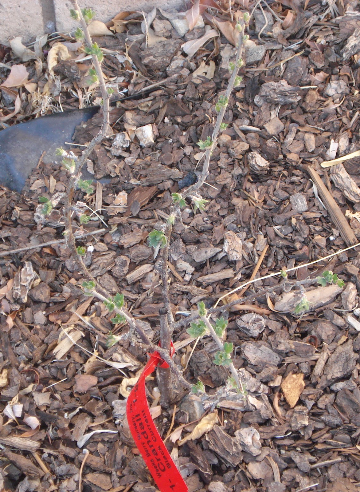 Home Grown First Time Plants