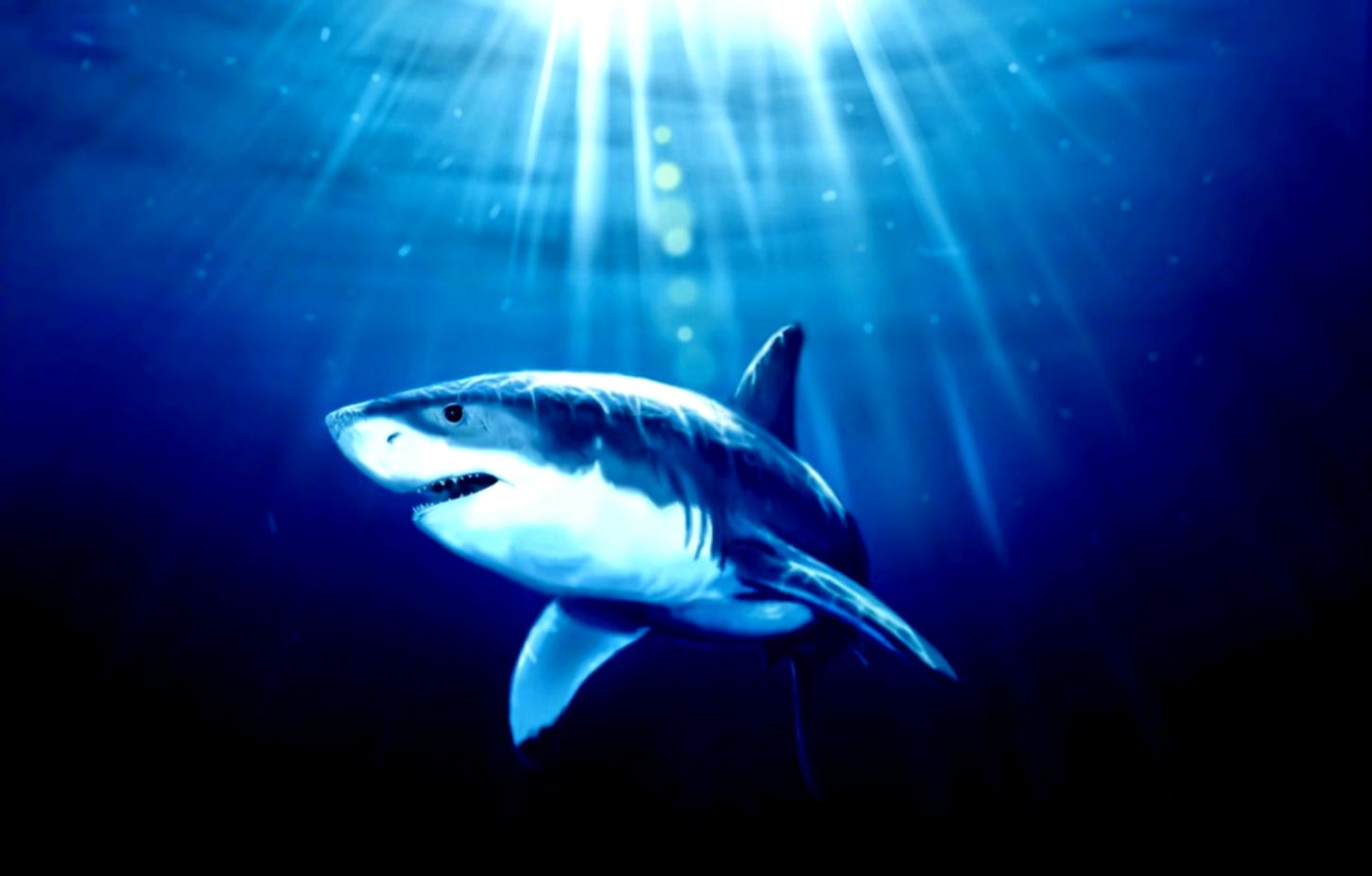 Art Shark Fish Hd Wallpaper Free HD Wallpapers Art Shark Fish Hd Wallpaper Free HD Wallpapers