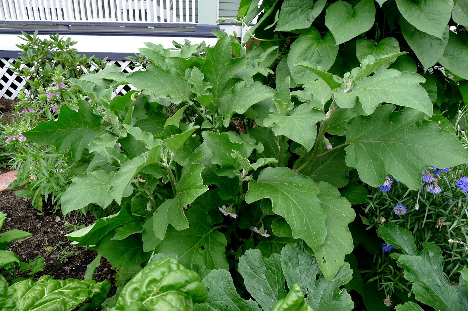 Less Noise, More Green Edible Landscape Project: Black Beauty Eggplant, Solanum melongena, annual, vegetable