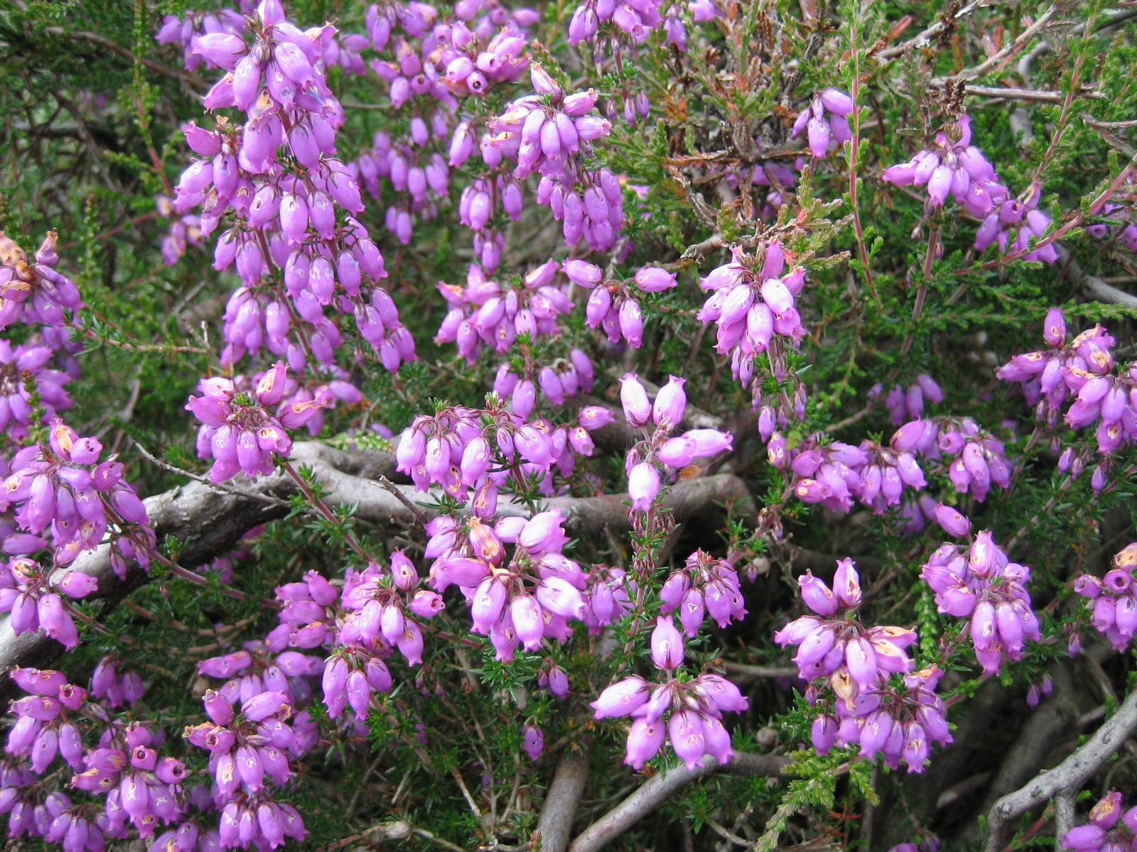 Dream Garden Flowers and Plants : Flowers and Plants I want to plant