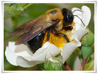 Bumble Bee Animal Pictures