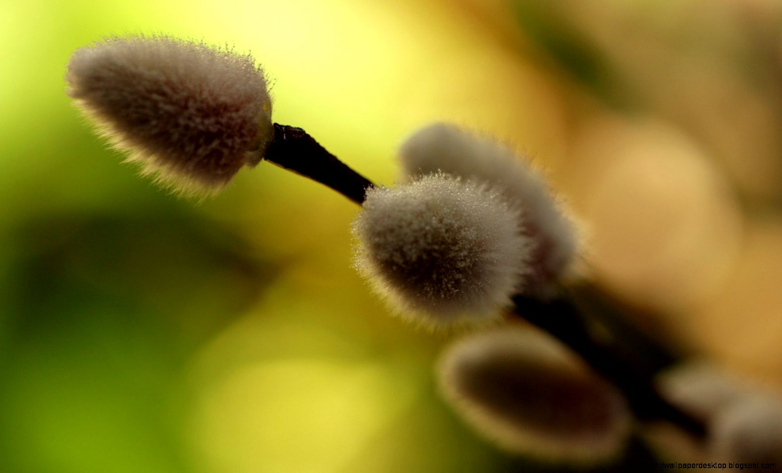Close Up Flowers Spring Willow 6949711 Close Up Flowers Spring Willow 6949711