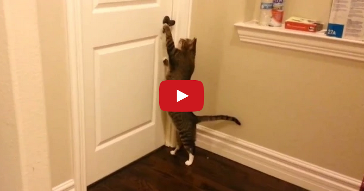 Tastefully Offensive Clever Cats Opening Doors Compilation