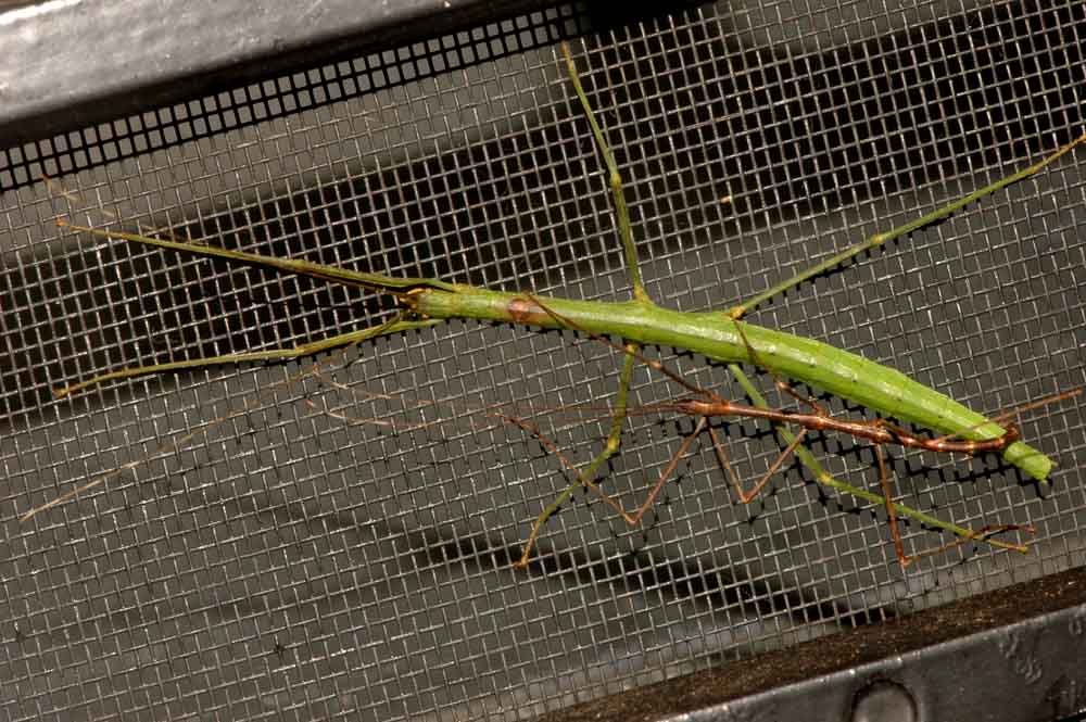 The Nature of Robertson Stick Insects "Doing what comes natur'lly"