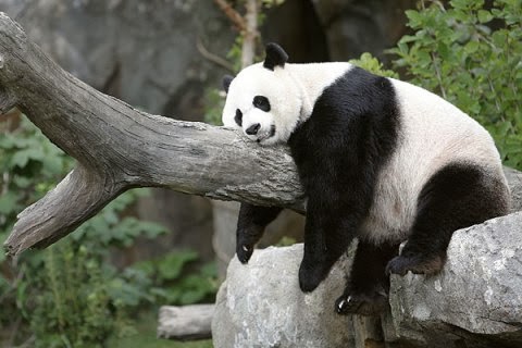 Panda Panda Gendut