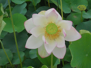 lotus bloem 2
