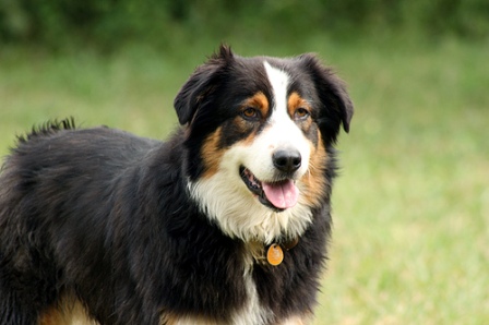 Aussie Shepherd Dog