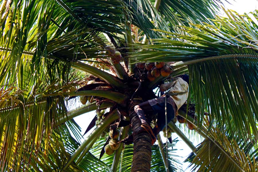 Stock Pictures Plucking coconuts