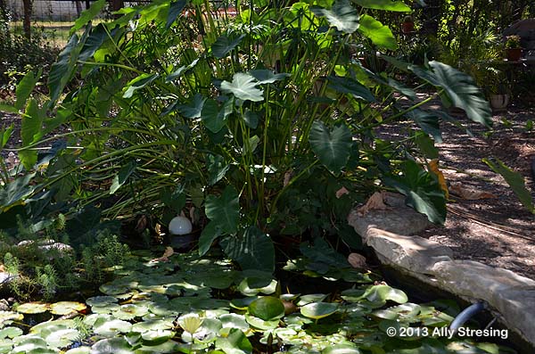 old-koi-pond-ideas-multi-level-pond.jpg