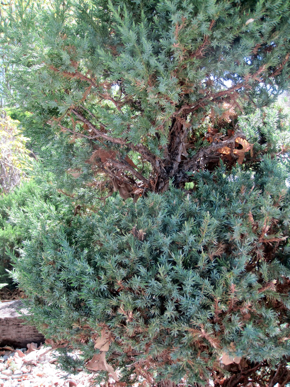 Simple Details diy evergreen spiral topiary