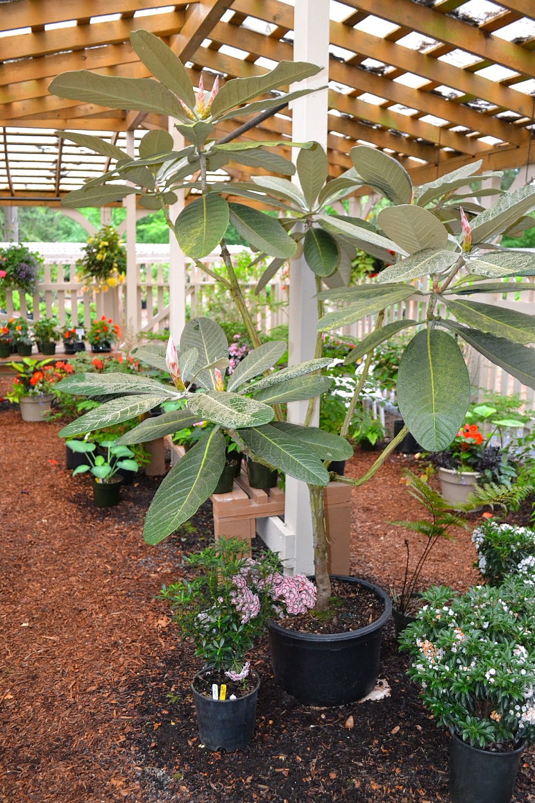 Growing Hydrangeas In Pots