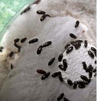 gambar hewan - foto semut jepang