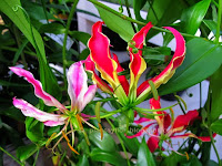 Gloriosa rothschildiana