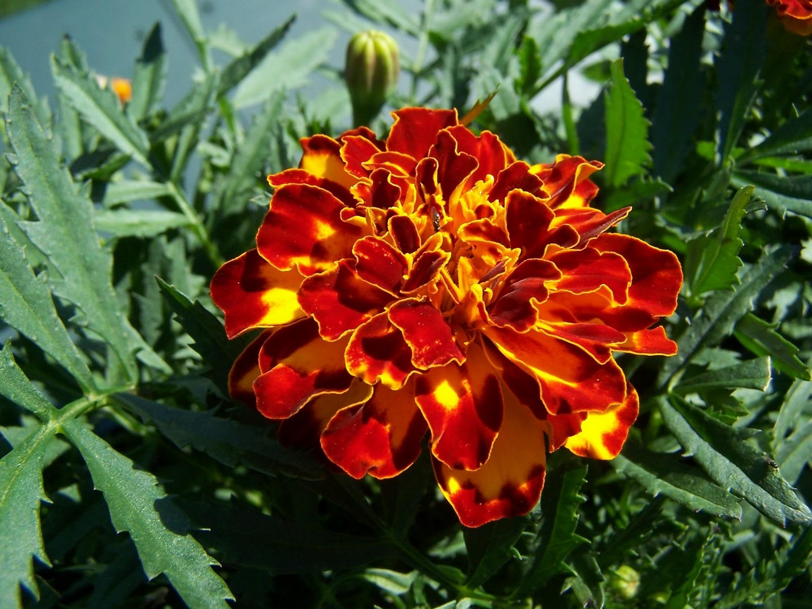Flowers Colores: Marigold Flower