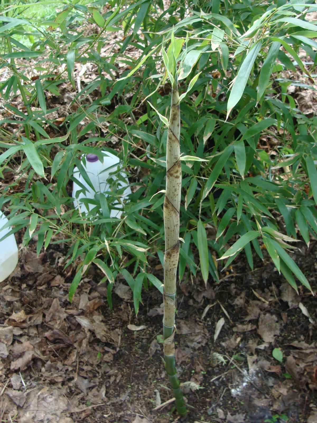 Steve's garden bamboo shooting season rising new shoots 31 May 2011