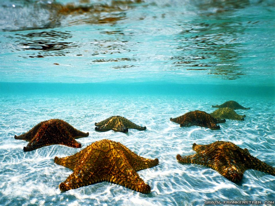 Sea Underwater Wallpaper All Hd Wallpapers Gallery