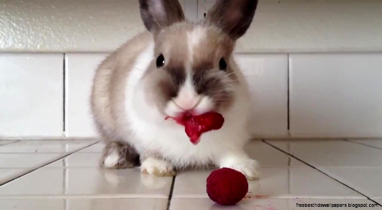 Carnivorous rabbit Carnivorous rabbit