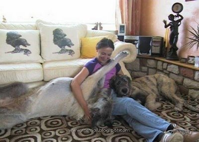 Besarnya Anjing Dia Macam Singa