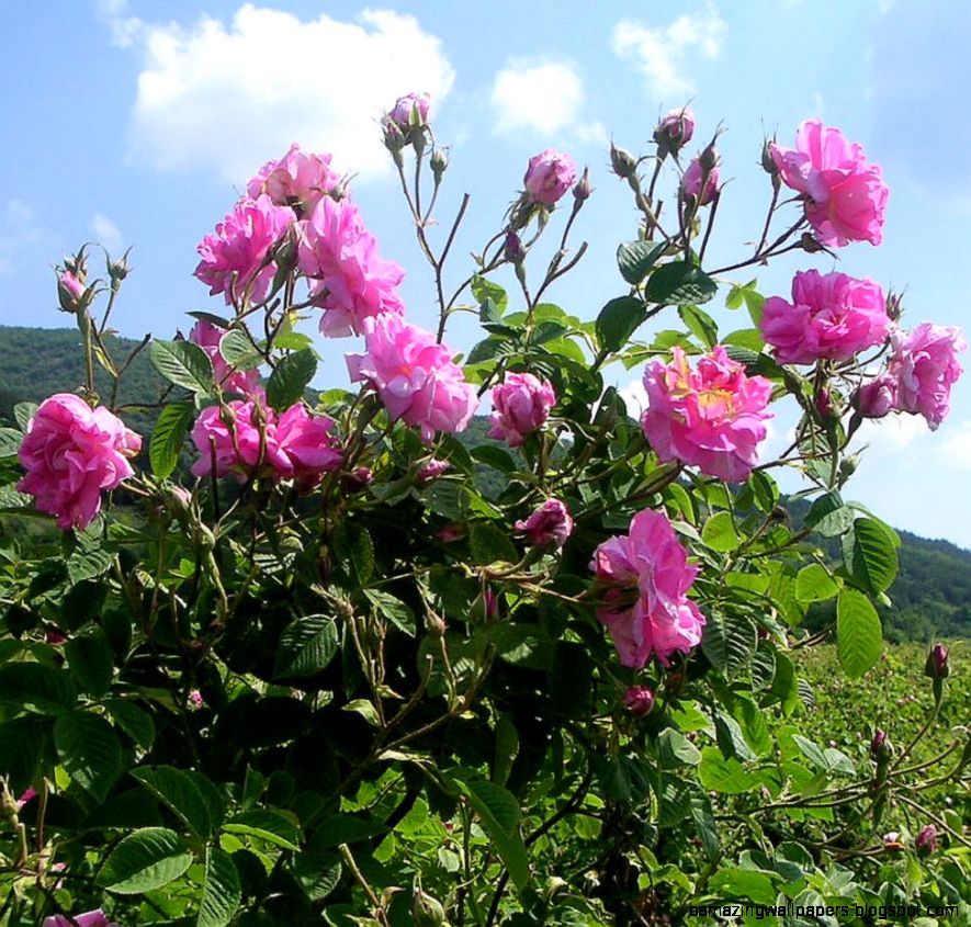 Festival of Roses Bulgaria Kazanluk Rose Valley Festival of Roses Bulgaria Kazanluk Rose Valley