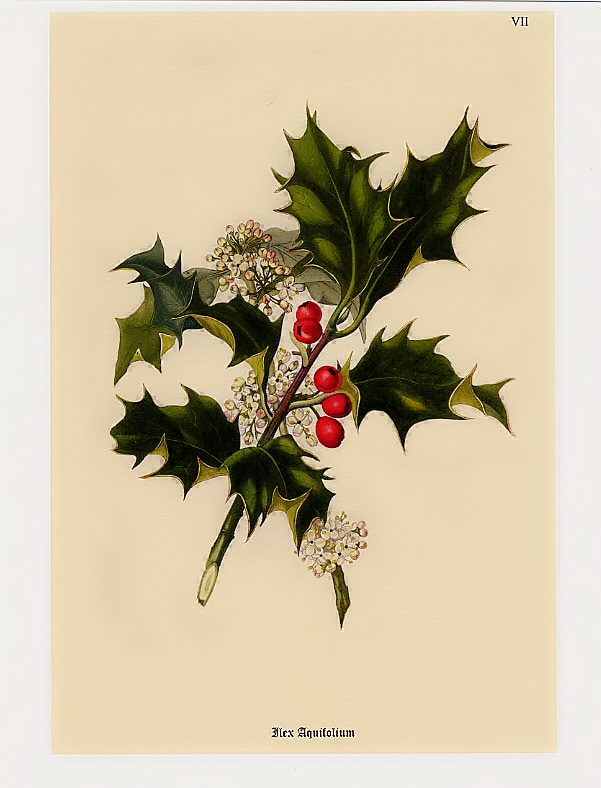 Dreaming of Vintage Vintage Christmas Botanicals